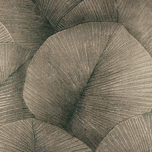 Обои KUMANO34563